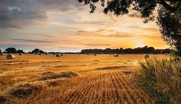全球气候变化下的中国农业经济和食品安全
